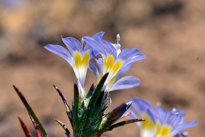 Eriastrum eremicum, Desert Woolystar